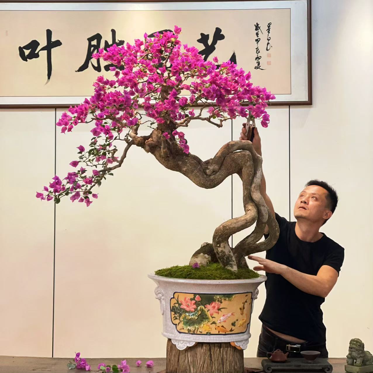 【叶胜园艺】精品小叶紫老桩三角梅盆景