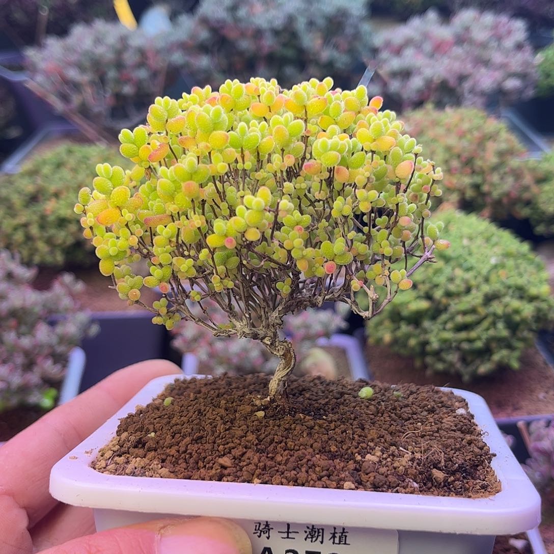 272蜜橘糖球造型款