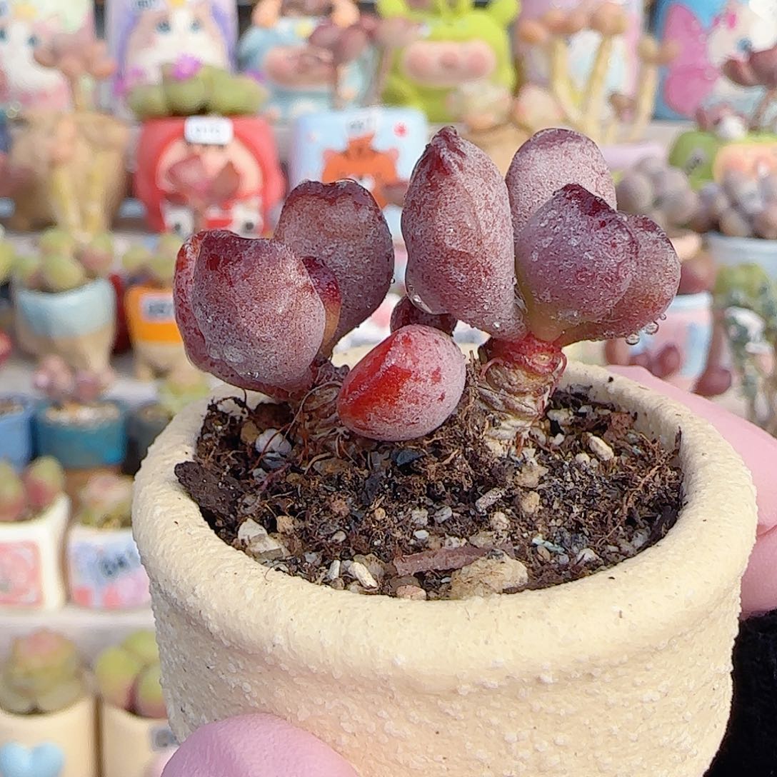 猫耳紫芯 盆口4cm