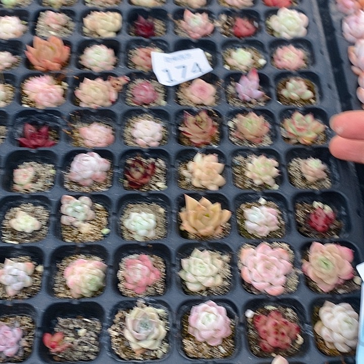 174 多肉植物盆栽花卉植物