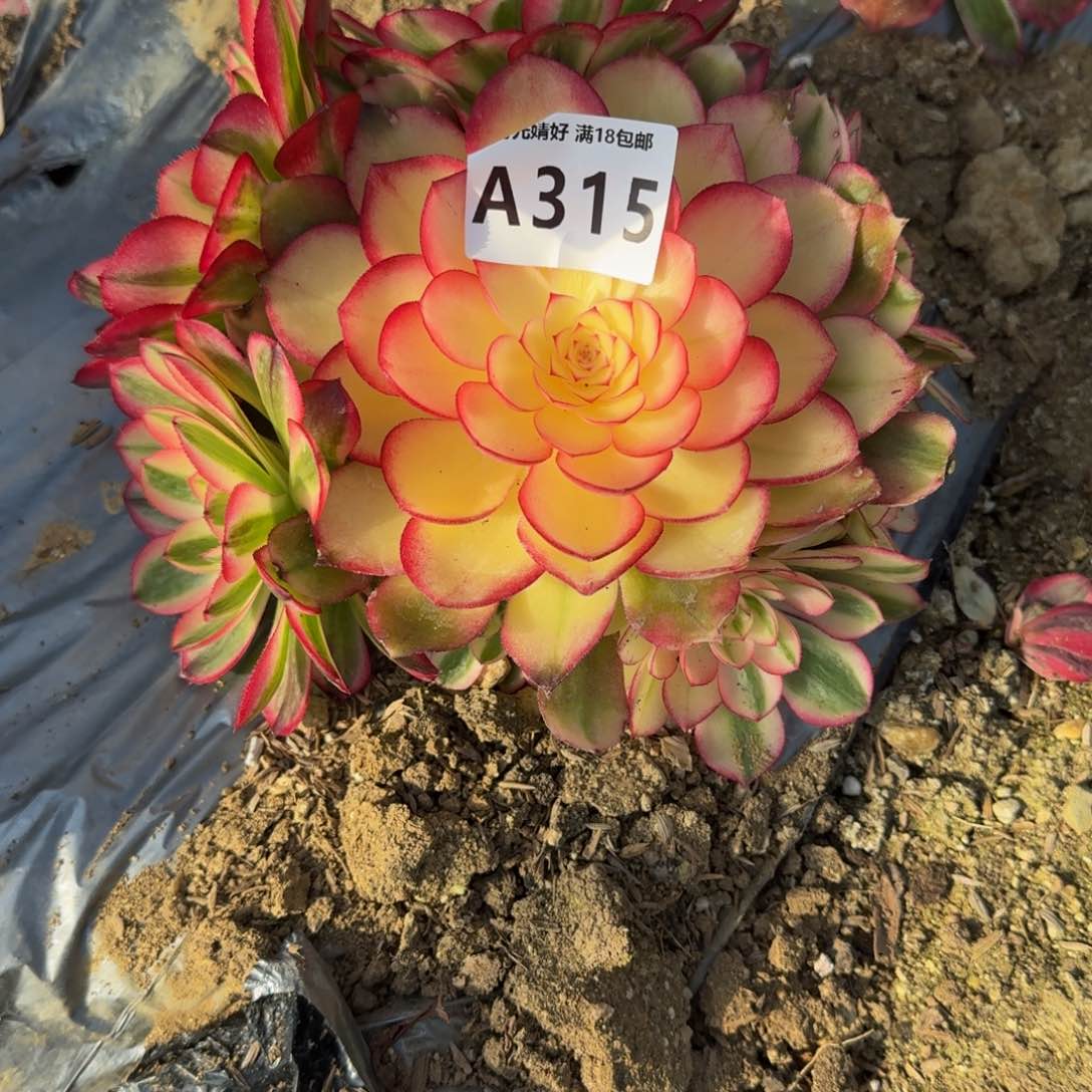 315荔枝多肉植物