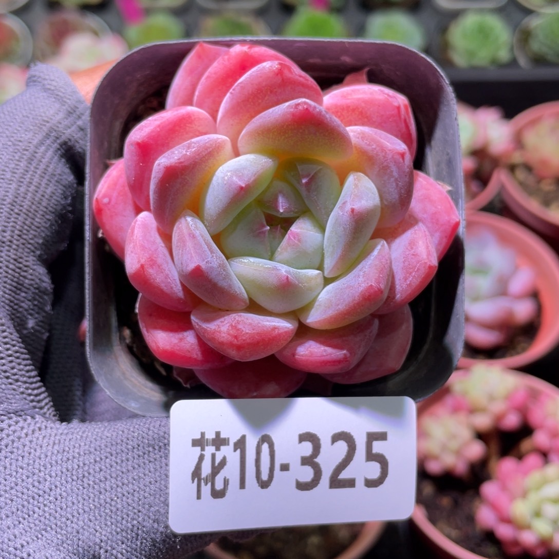 花利美10-325冰糖