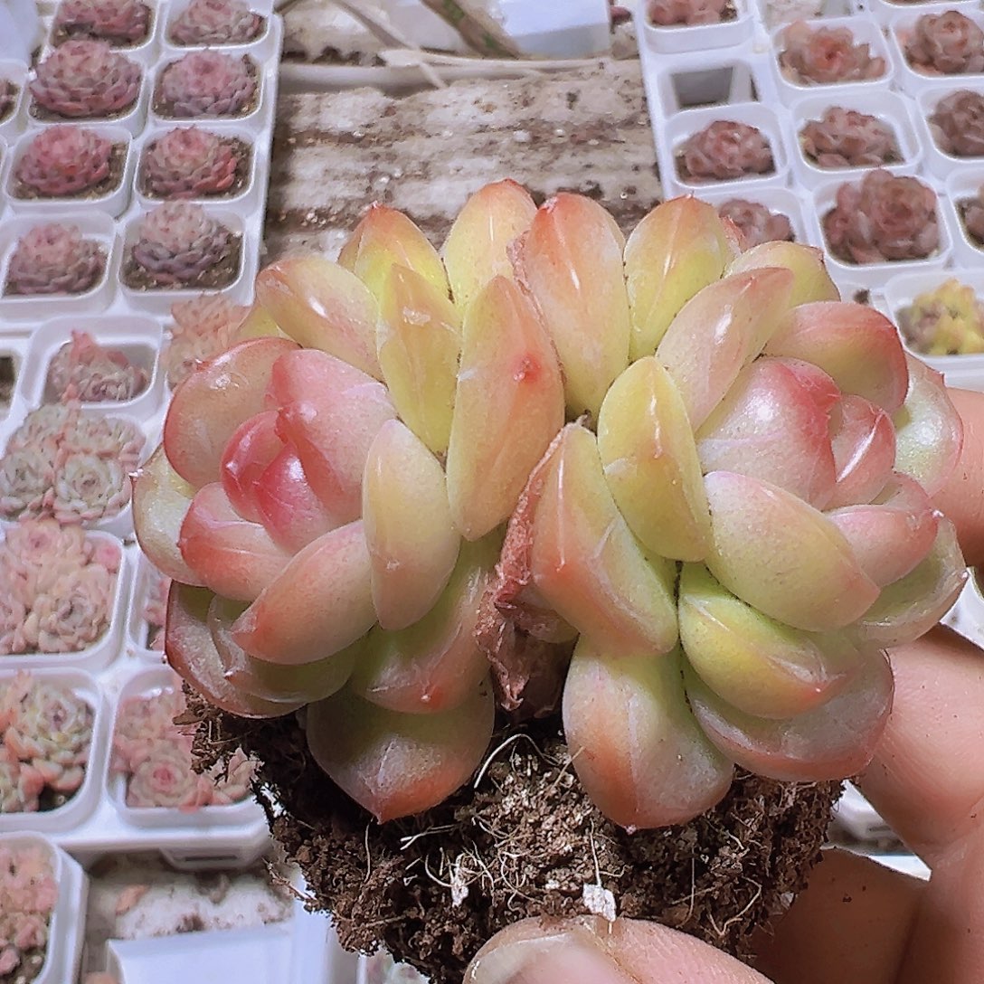 双头精品老琴心19包邮