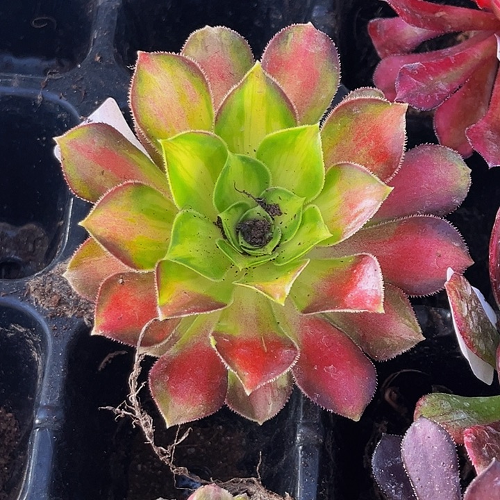 韶华带土球5公分满9.9包邮