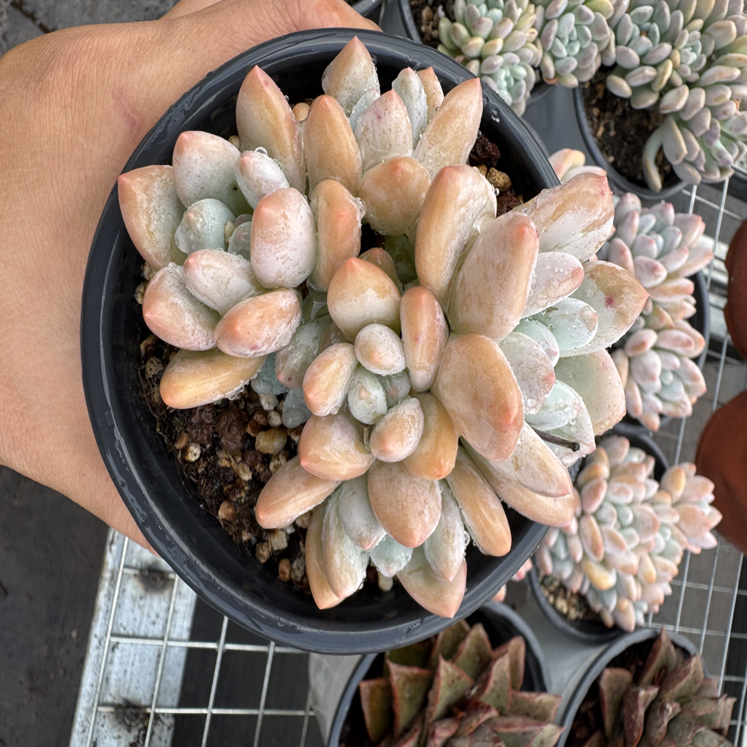 香水多肉 以直播标准为 满15包邮不满到付