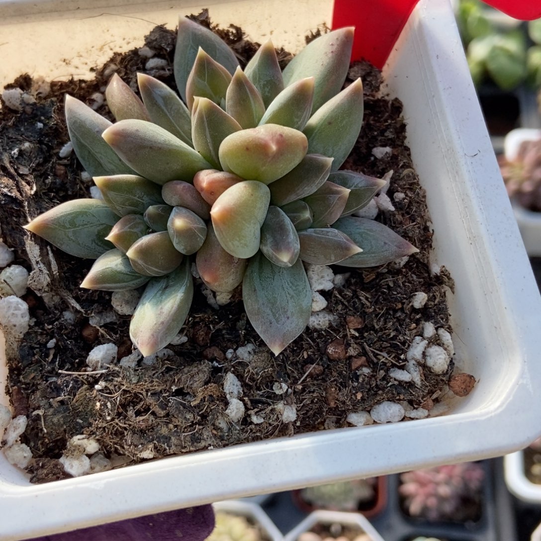 3138重楼多肉植物