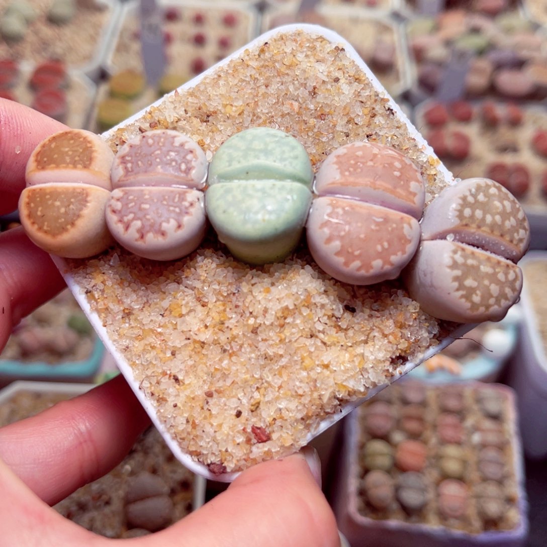 528号带盆包邮发货