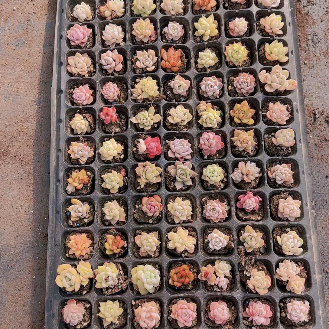 直播一物一拍多肉41