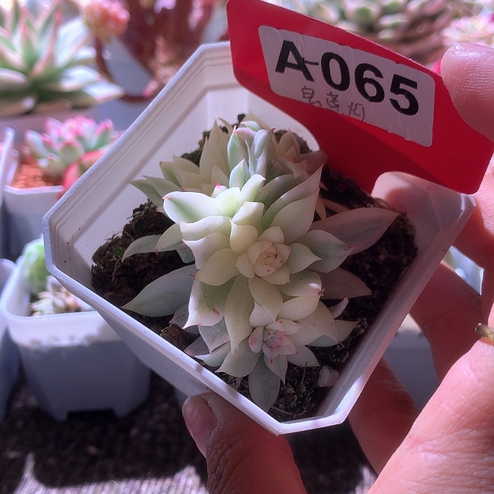 宝莲灯群生有根有