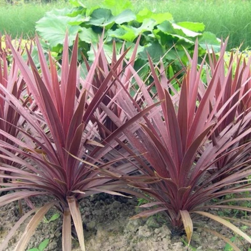 澳洲朱蕉红巨人盆栽四季观叶花卉庭院花坛造景花镜植物好养耐寒热