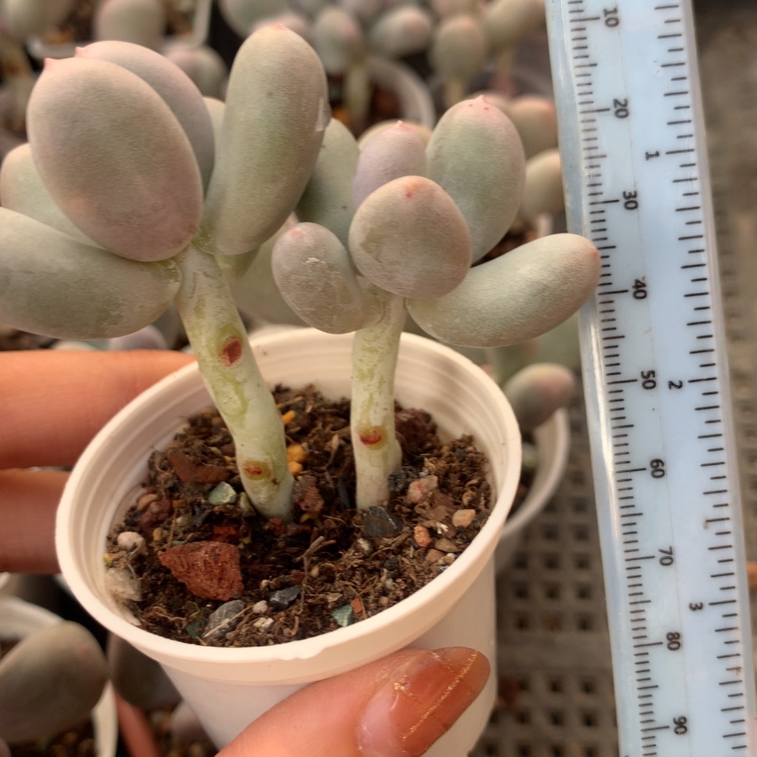 米可奶 不凑满28元发一片叶 不售后 到付