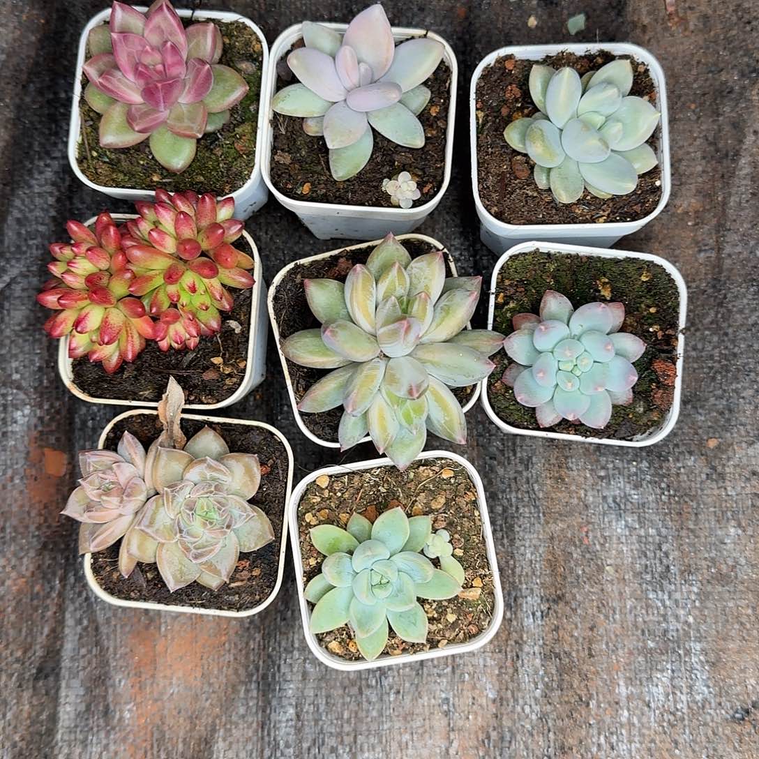 多肉植物组合福利