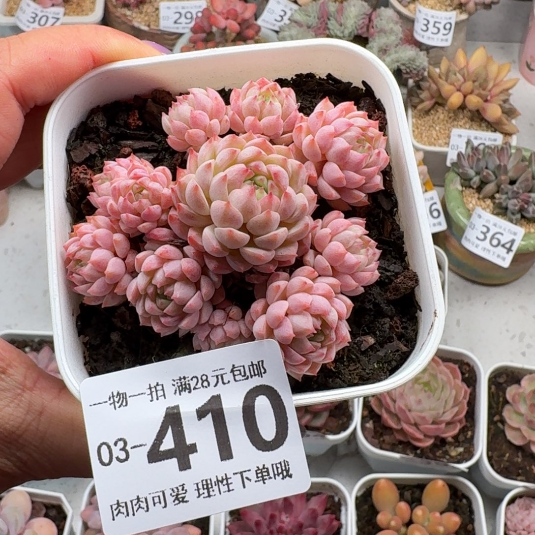 小粉梅无盆土发货