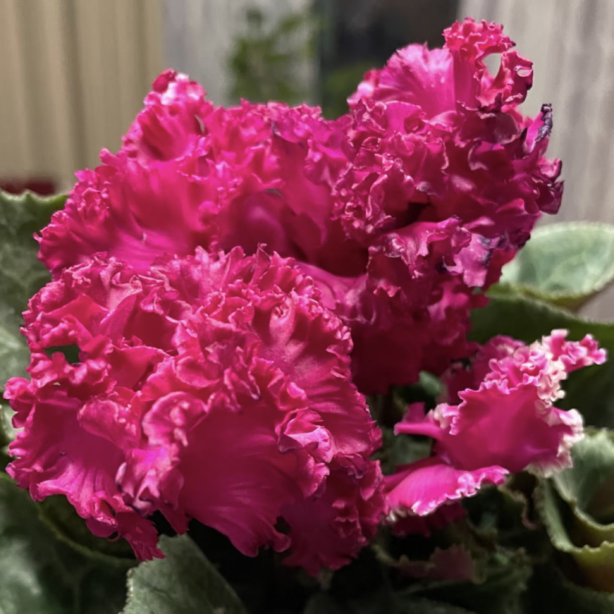 【品红·灵丽】人间爆米花！仙客来好看好养四季开花耐寒稀有款