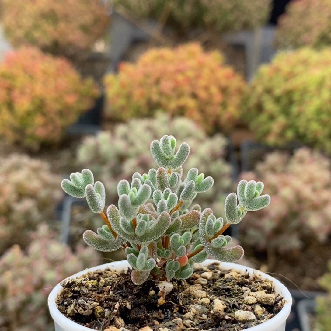 实生莱斯8855枝干番杏