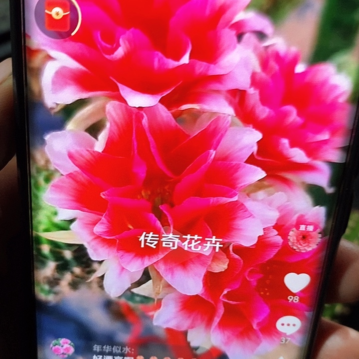 丽 水花 /侧芽歪20包邮/3—4公分