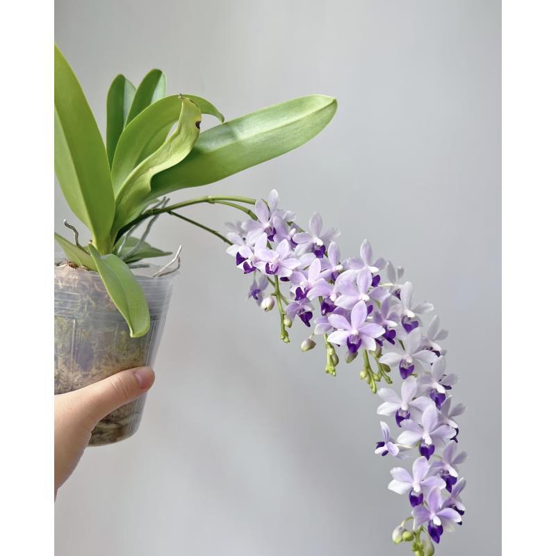 小茴紫  （苗）2.5寸