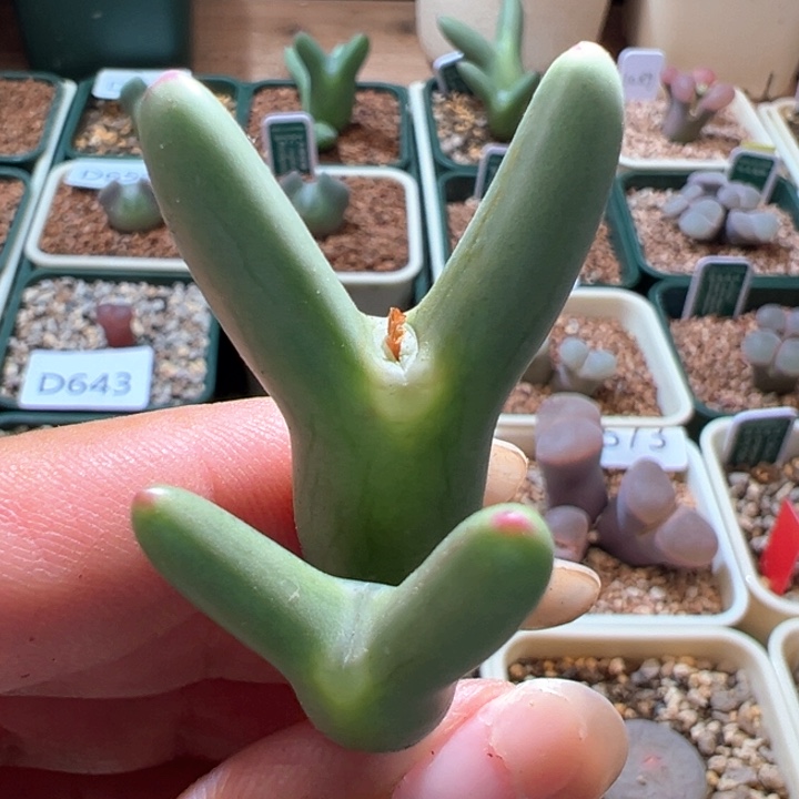 A693。优选圆耳皮卡丘。 干疤附体。   