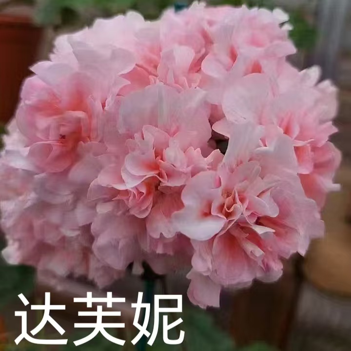 【达芙妮】半兽系重瓣天竺葵