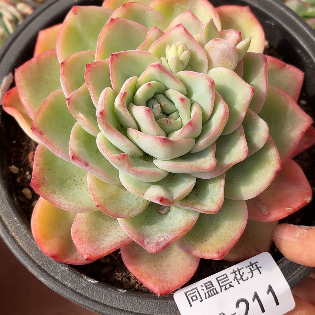 同温层多肉泡芙211