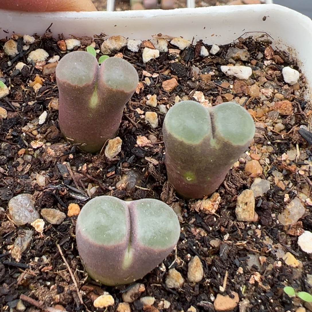 2.5好看的多肉625