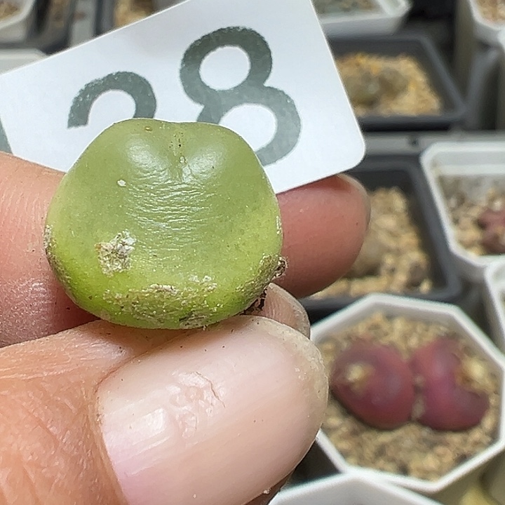 138号拉登1.5厘米多肉植物