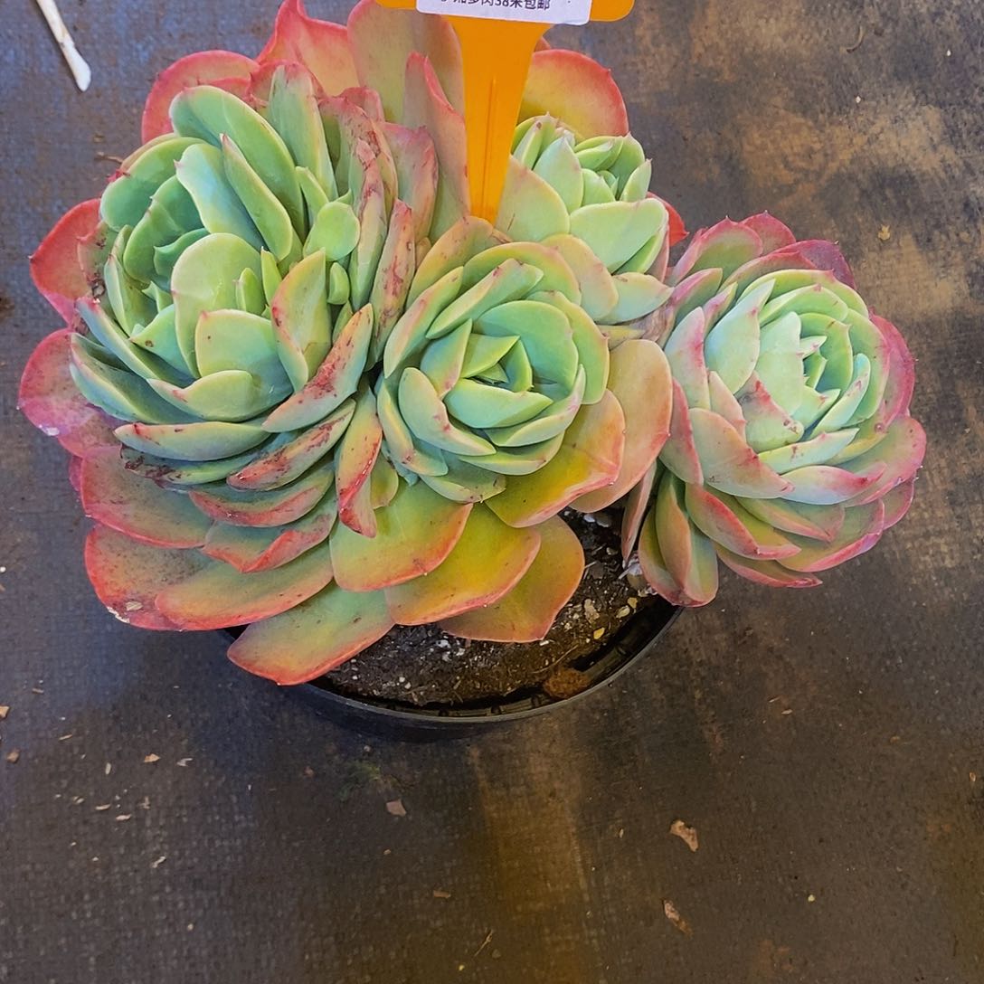 棉**?桃花坞0259。         