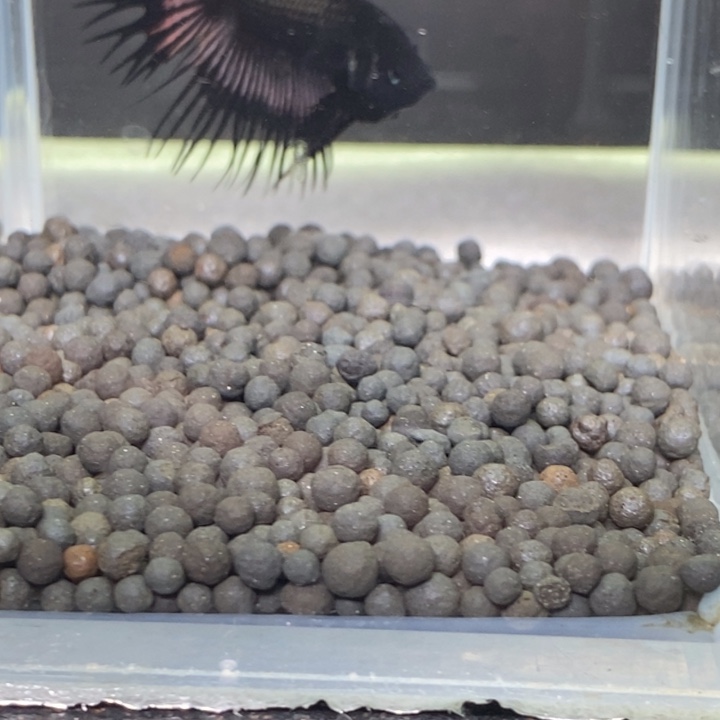 斗鱼泰国斗鱼162号