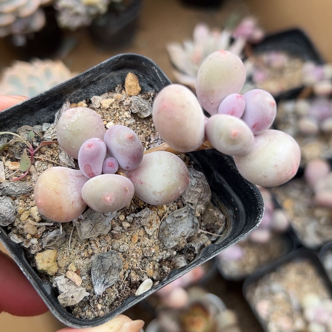 多肉植物多肉植物