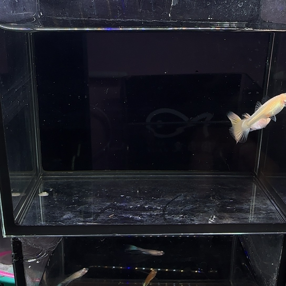 孔雀鱼樱花粉狮一对