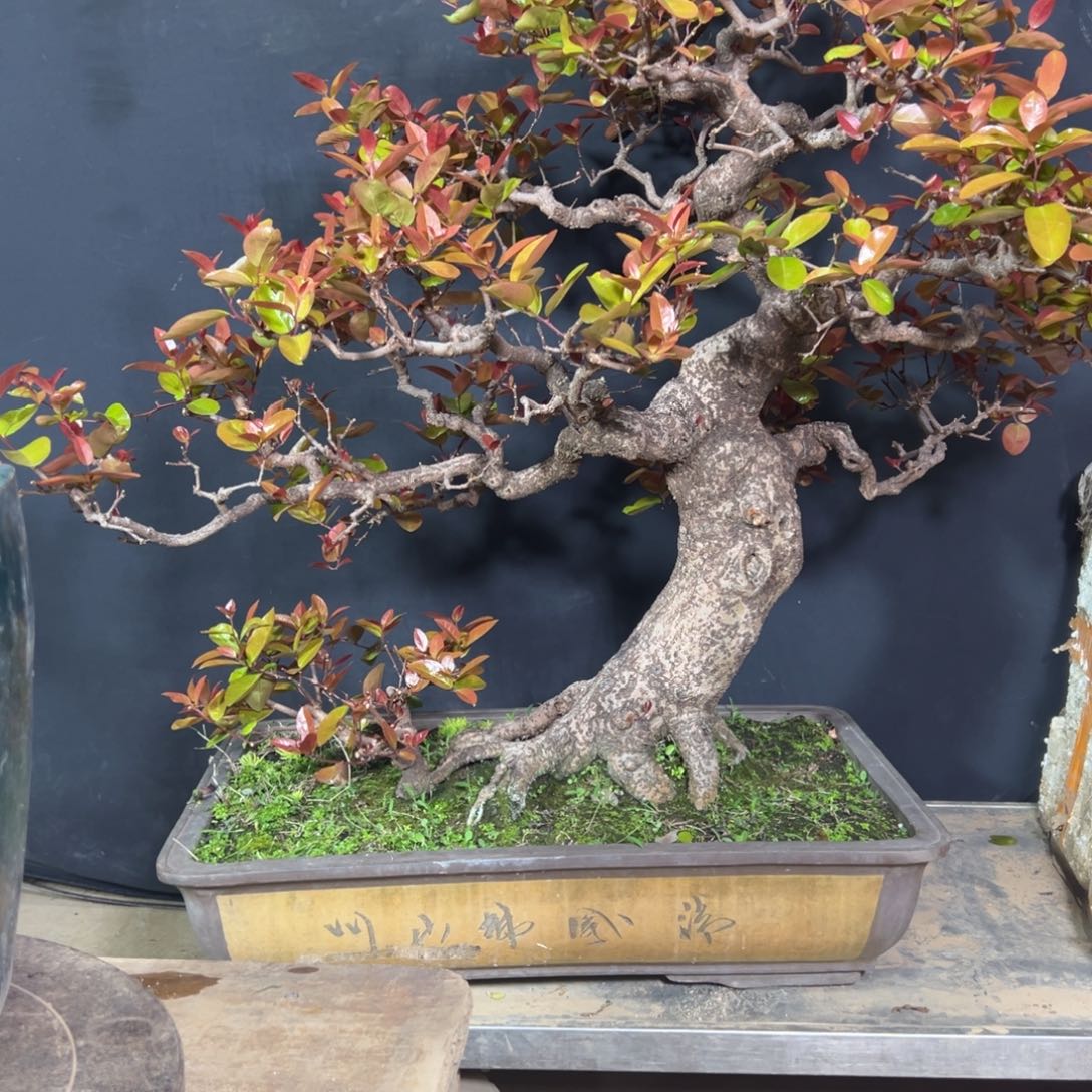 捕***影无花朵111111111111