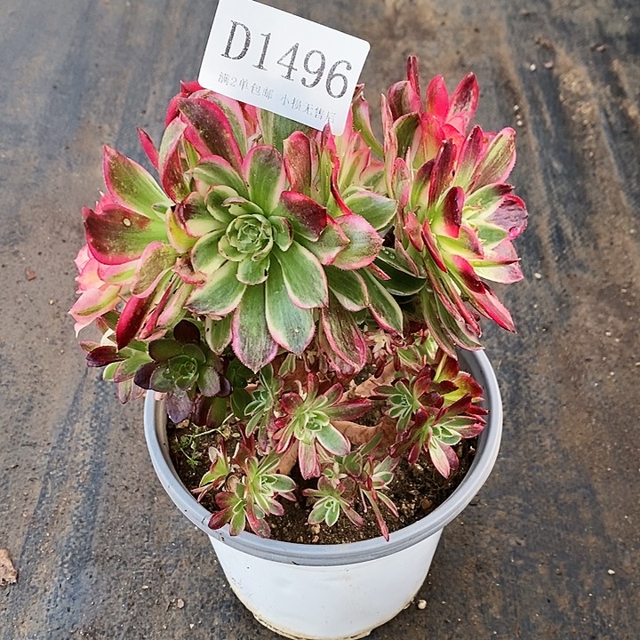 1496海仙多肉母本无售后
