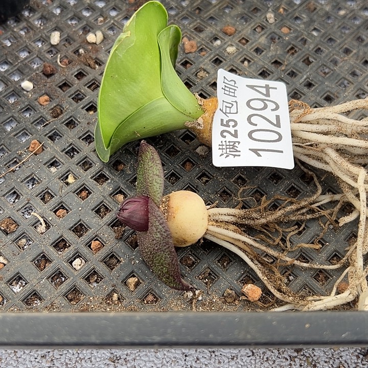 镜294，一物一拍，脱土