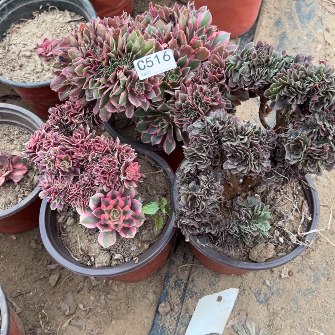 516三颗组合多肉植物法师