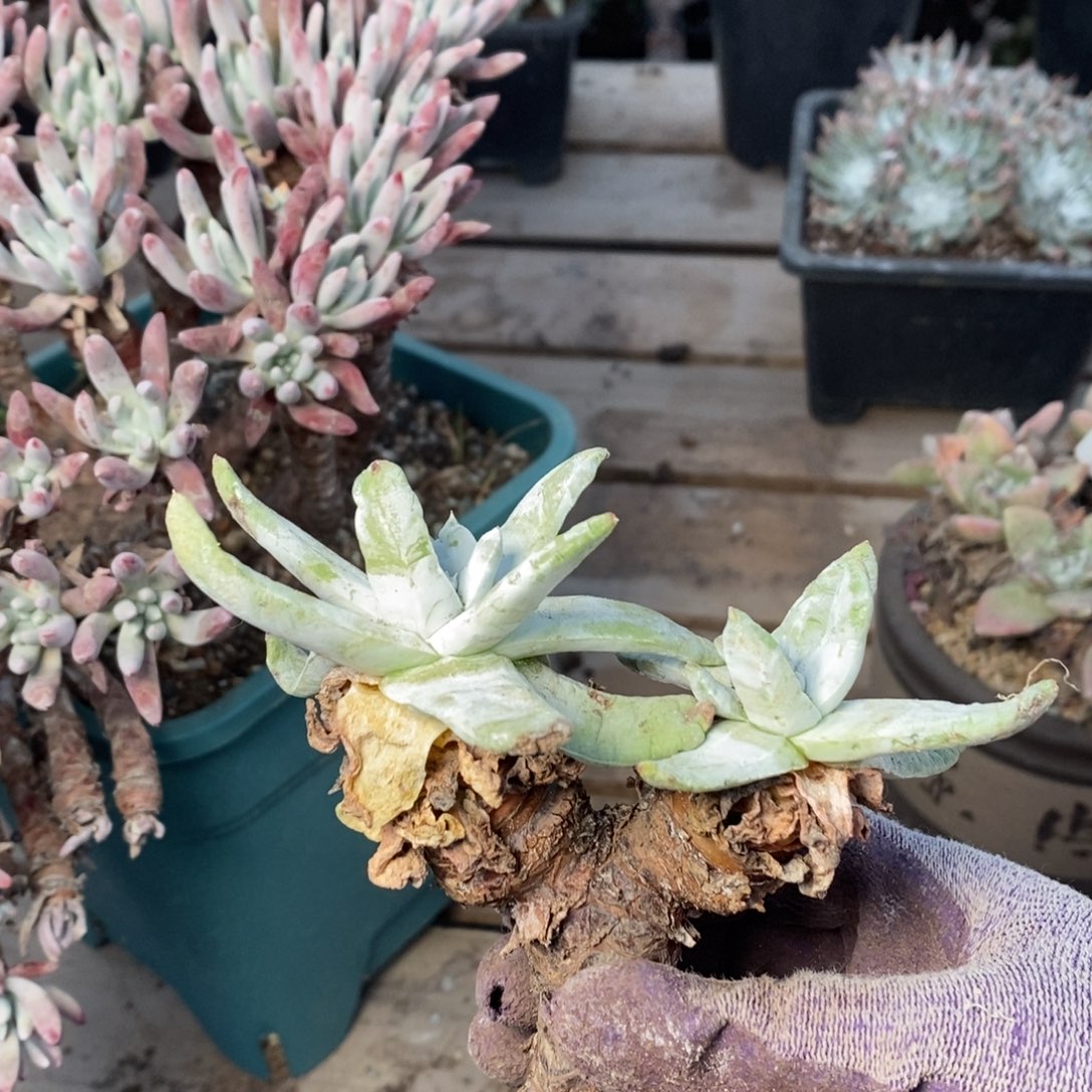 2152双头拇指瑕疵无售后哈哈哈哈哈哈哈哈多肉