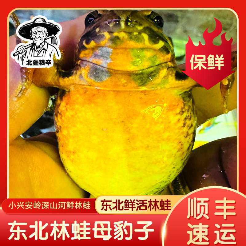 小兴安岭深山河鲜林蛙「母豹子」满籽满油【顺丰空运】