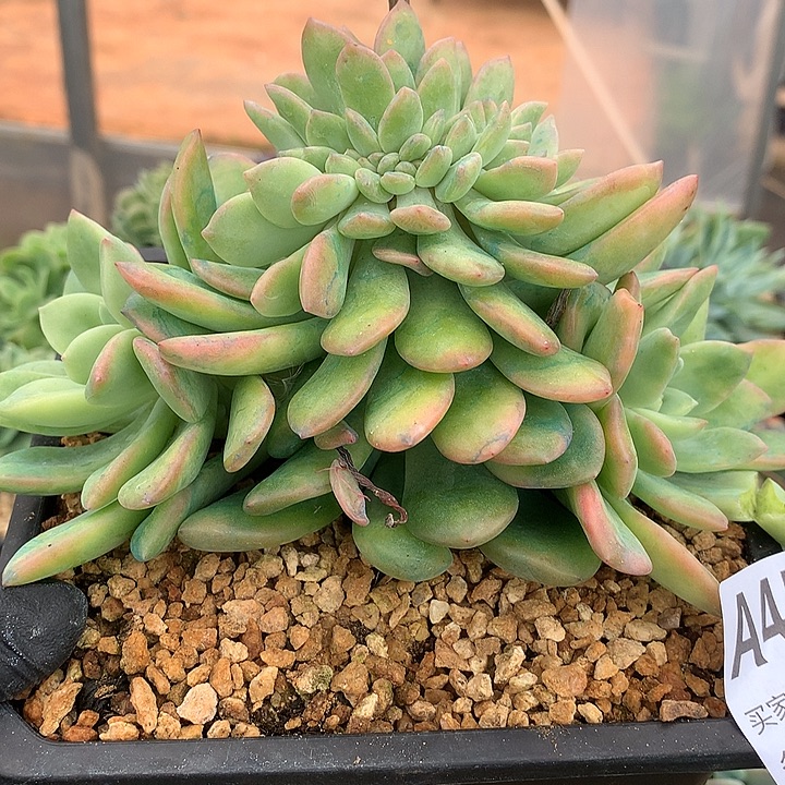 小***砖璐璐多肉 一物一拍