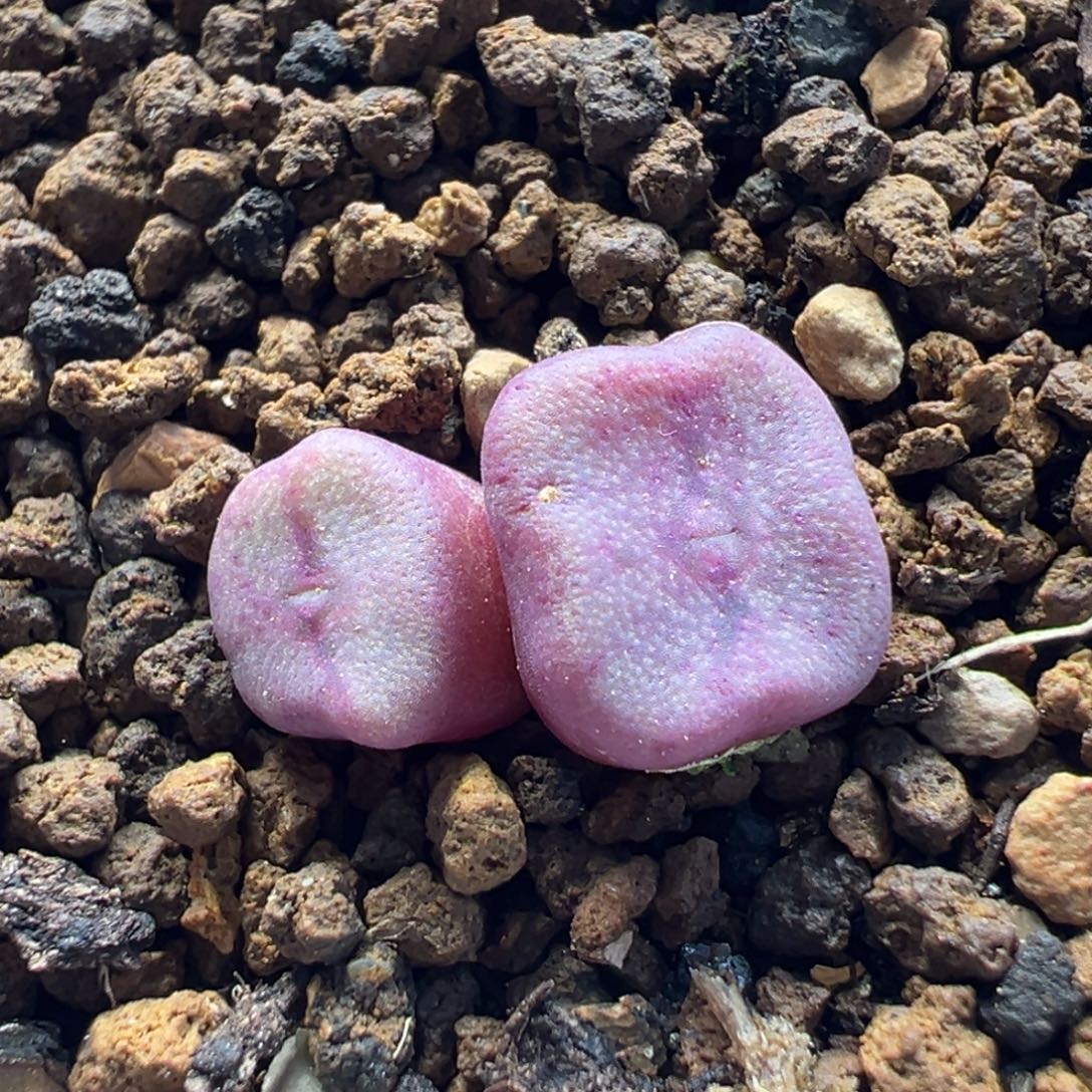 185多肉植物种类多样