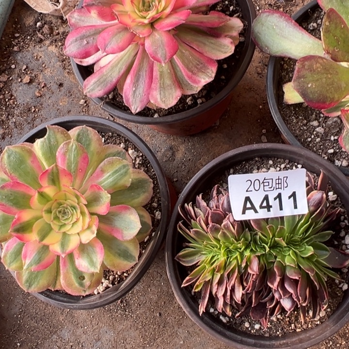 多肉植物411不售后