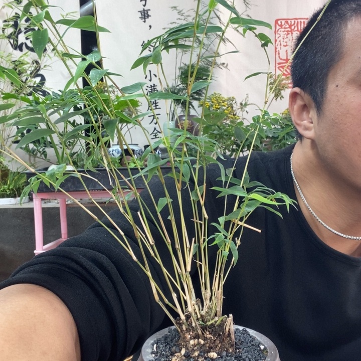 以实际为准盆栽盆景绿植136