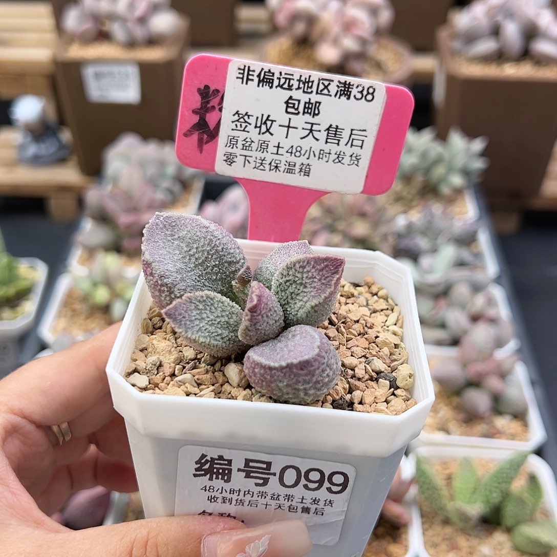 099哈默猪肝多肉植物
