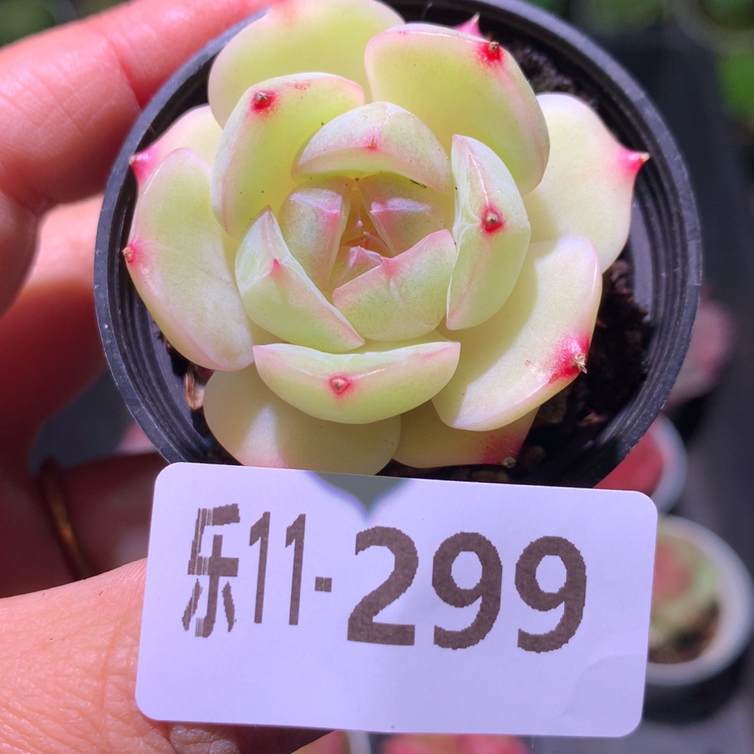 乐然11-299 新品单头 