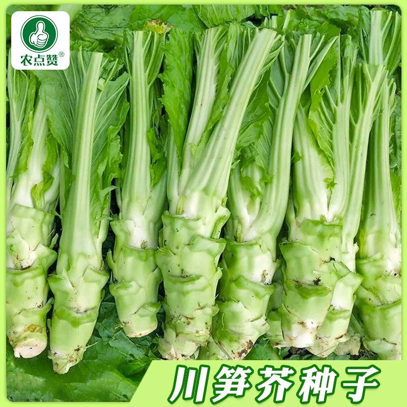 【川笋芥棒菜种子】 棒菜芥菜青皮菜头榨菜秋季蔬菜家庭庭院种植