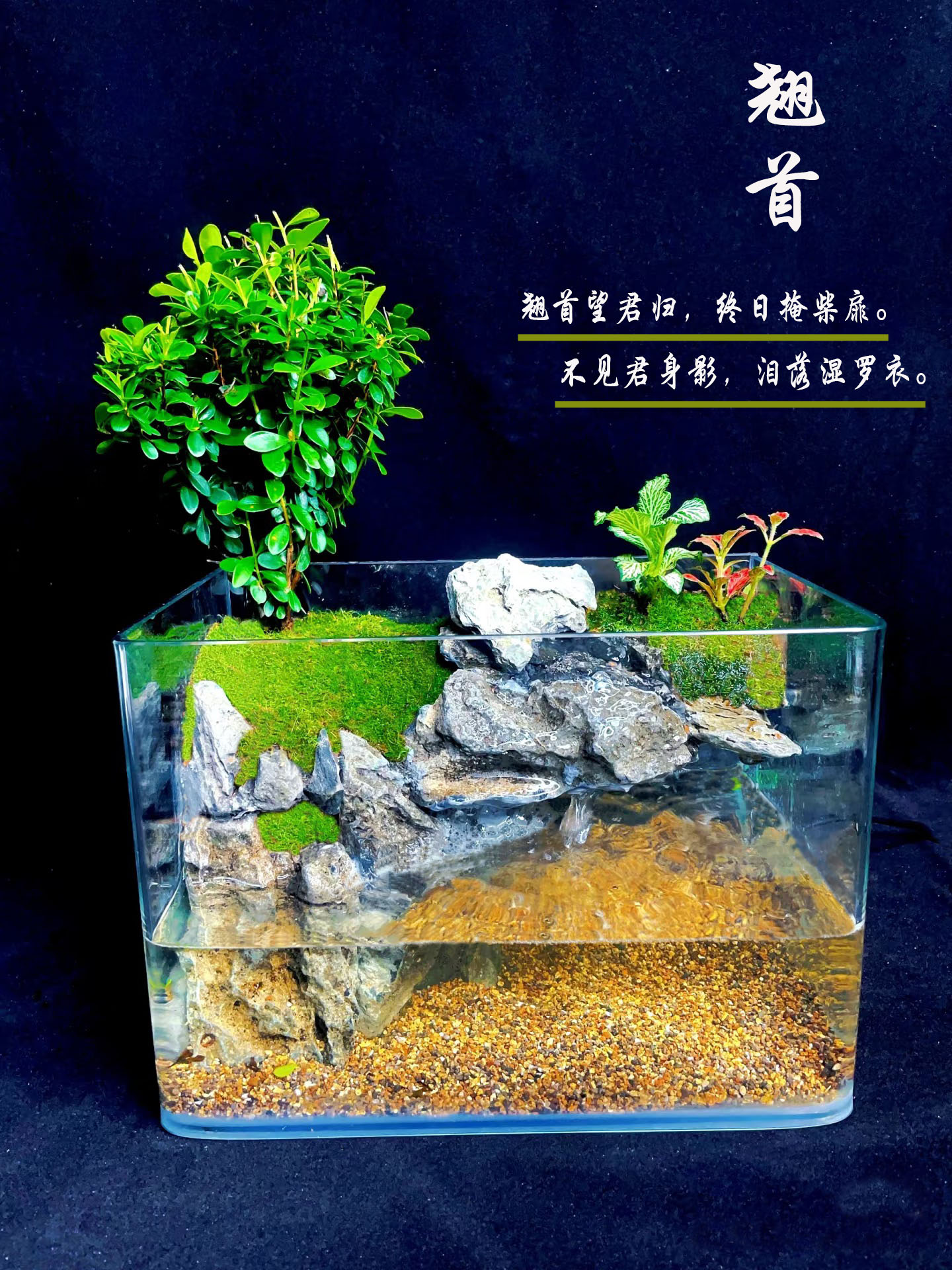成品鱼缸真苔藓绿植创意室内桌面养鱼造景植物微景观