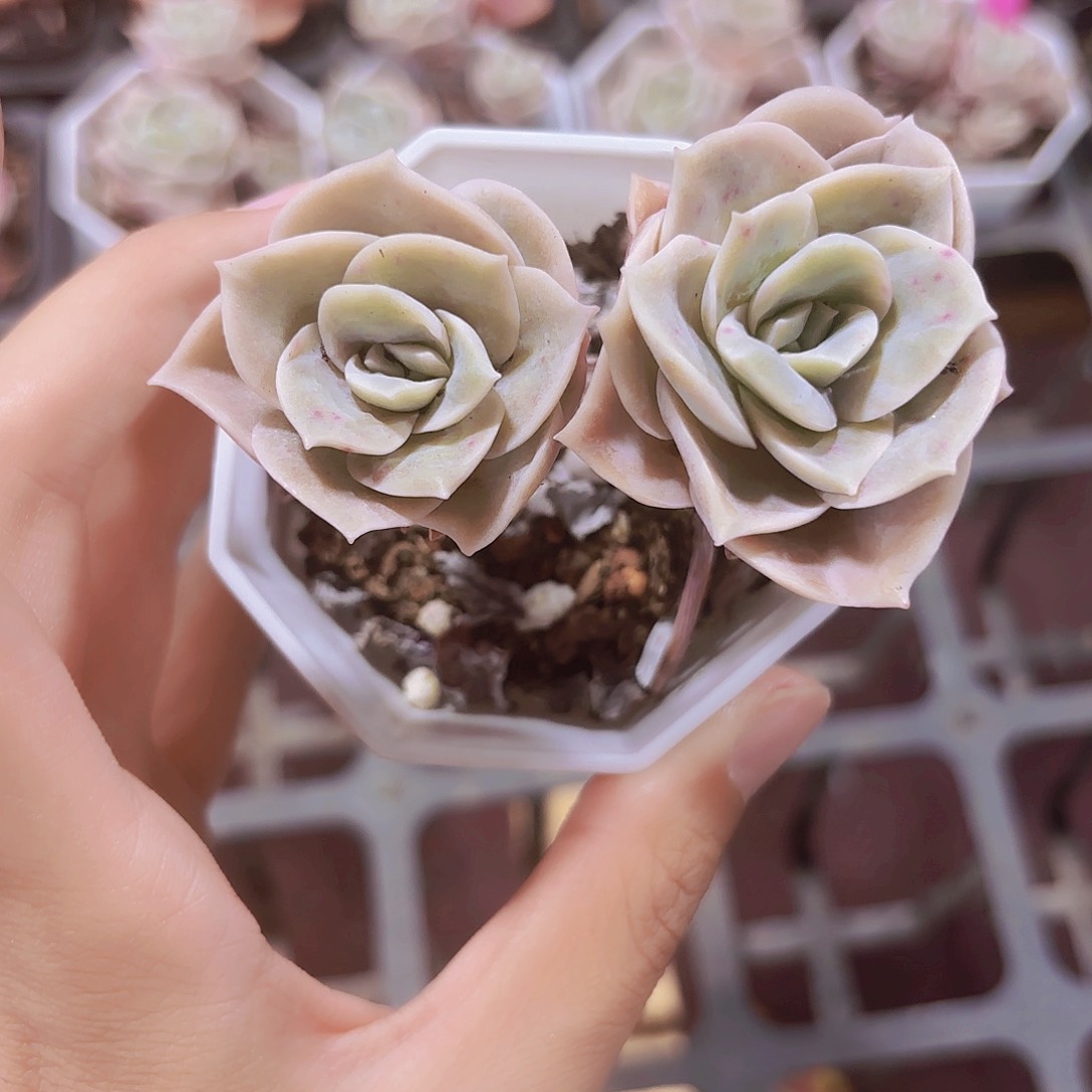 精品可爱玫瑰多肉植物