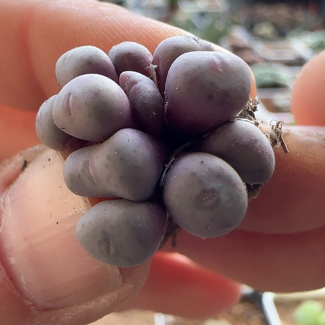 璇*28包邮脱土发货26080