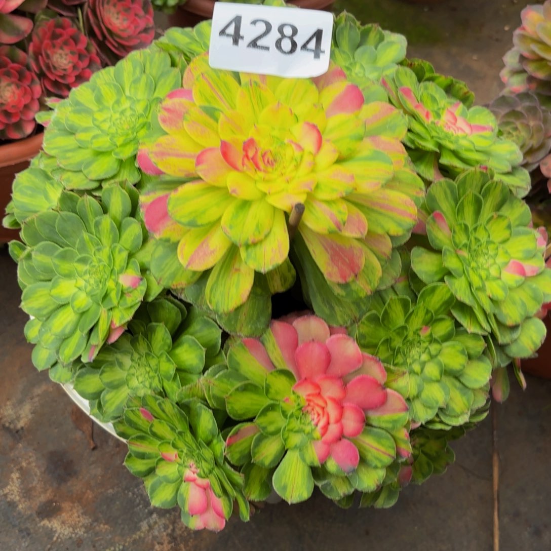 安***逸4284多肉植物知否特价