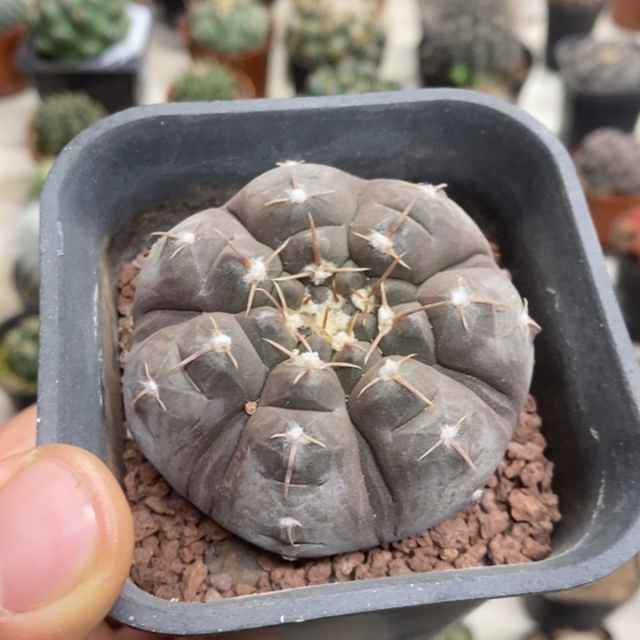 实生铅皮特价福利