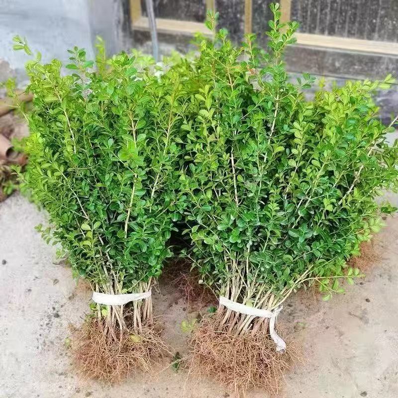 小叶瓜子黄杨树苗黄杨球四季常青别墅庭院花坛耐寒绿化植物篱笆墙