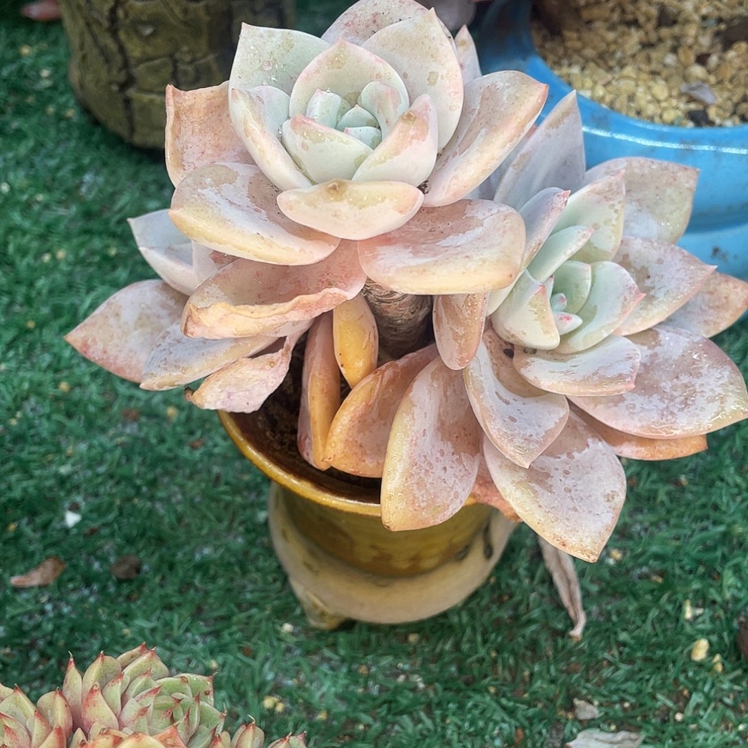 冰红茶一物一拍28包邮非偏远